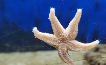 Fowey Aquarium