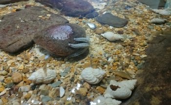 Fowey Aquarium