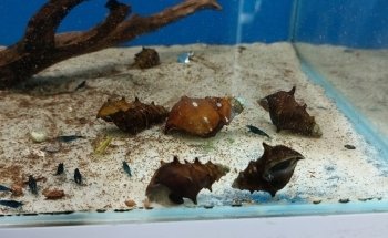 AK - Quatics