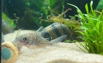 AK - Quatics