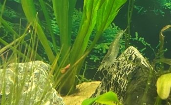 AK - Quatics