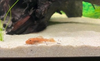 AK - Quatics