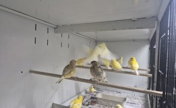 Roxy's Pet Shop
