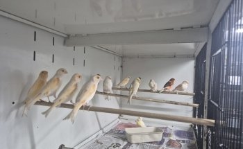 Roxy's Pet Shop