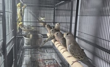 Roxy's Pet Shop