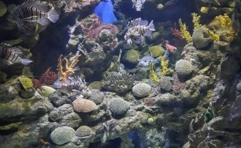 L’Aquàrium de Barcelona