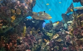 L’Aquàrium de Barcelona