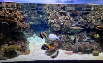 L’Aquàrium de Barcelona