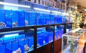Badis Aquariums