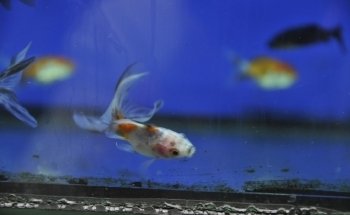 Badis Aquariums