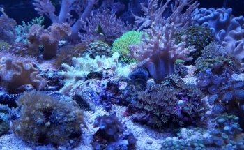 Real Reefs