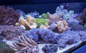 Real Reefs