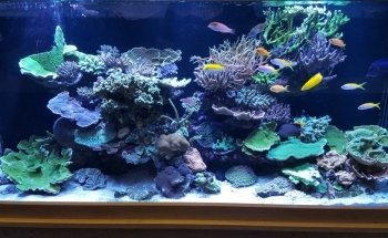 Real Reefs