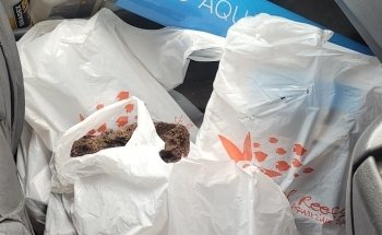 Real Reefs