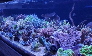 Real Reefs