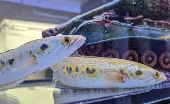PEMFISH.com LTD