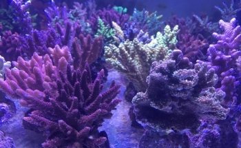 Dream Reef