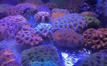 Dream Reef