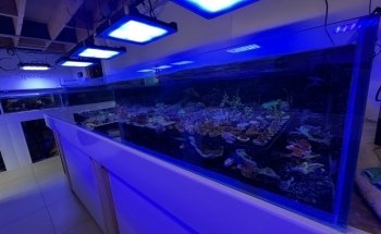 Rock 'N' Critters Marine Aquatics