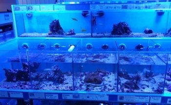 Rock 'N' Critters Marine Aquatics