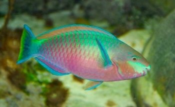 Rock 'N' Critters Marine Aquatics