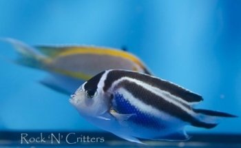 Rock 'N' Critters Marine Aquatics