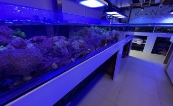 Rock 'N' Critters Marine Aquatics