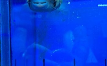 Rock 'N' Critters Marine Aquatics
