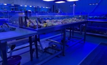 Rock 'N' Critters Marine Aquatics