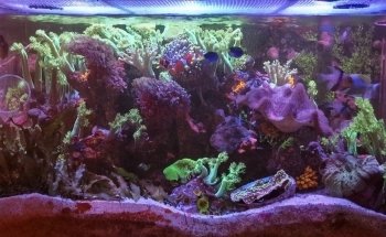 Rock 'N' Critters Marine Aquatics
