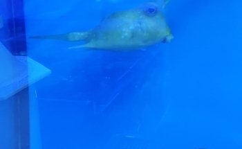 Rock 'N' Critters Marine Aquatics