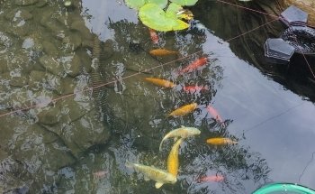 Stockport marine and koi