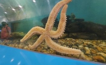 Mevagissey Aquarium