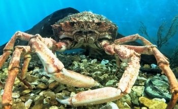 Mevagissey Aquarium