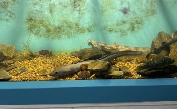 Mevagissey Aquarium