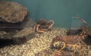 Mevagissey Aquarium