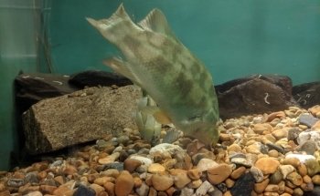 Mevagissey Aquarium