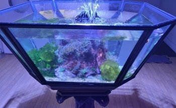 Horniman Aquarium