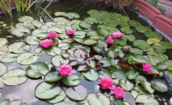 Cleaner Ponds
