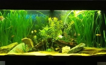 Mr Aquarium, Maintenance Services