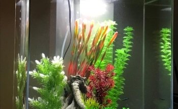 Mr Aquarium, Maintenance Services