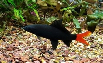 Mr Aquarium, Maintenance Services