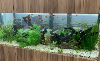 Mr Aquarium, Maintenance Services