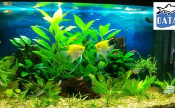 Mr Aquarium, Maintenance Services