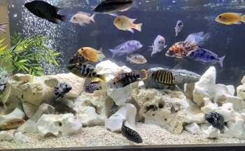 Mr Aquarium, Maintenance Services