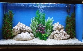 Mr Aquarium, Maintenance Services