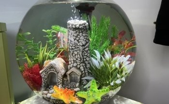 Mr Aquarium, Maintenance Services