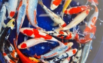 CN Koi - based at Claremont Garden Centre, Bryants Lane, Maldon Road, Woodham Mortimer. CM9 6TB