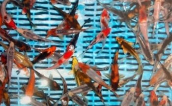 CN Koi - based at Claremont Garden Centre, Bryants Lane, Maldon Road, Woodham Mortimer. CM9 6TB