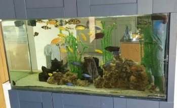 Aqua la vista